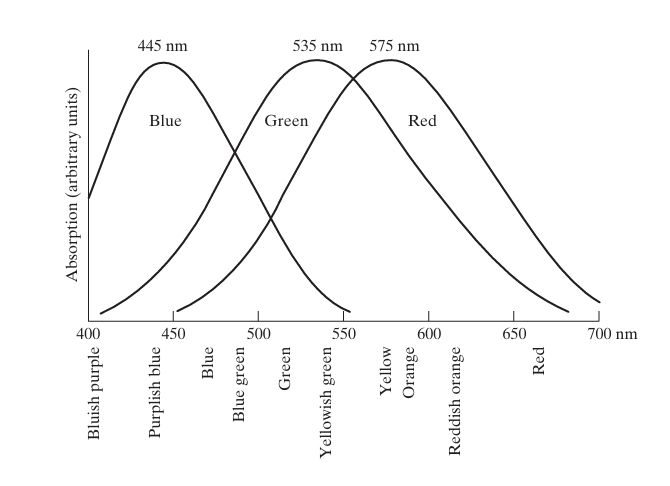 light by the red, green, and blue cones in the human eye as a function of wavelength