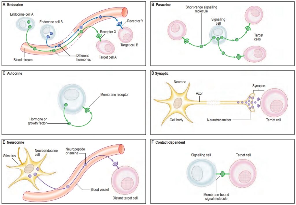 The different modes of cell–cell signalling.