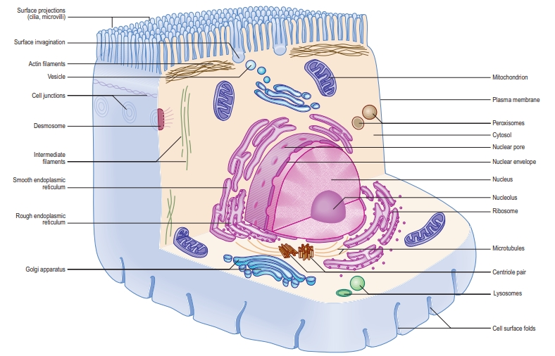 The main structural components and internal organization of a generalized cell.