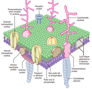 The molecular organization of the plasma membrane, according to the fluid mosaic model of membrane structure. Intrinsic or integral membrane proteins include diffusion or transport channel complexes, receptor proteins and adhesion molecules. These may span the thickness of the membrane (transmembrane proteins) and can have both extracellular and cytoplasmic domains. Transmembrane proteins have hydrophobic zones, which cross the phospholipid bilayer and allow the protein to ‘float’ in the plane of the membrane. Some proteins are restricted in their freedom of movement where their cytoplasmic domains are tethered to the cytoskeleton.