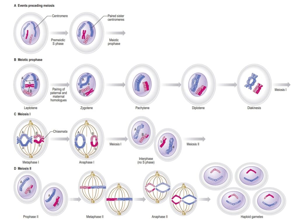 The stages in meiosis, depicted by two pairs of maternal and paternal homologues (dark and pale colours). DNA and chromosome complement changes and exchange of genetic information between homologues are indicated.